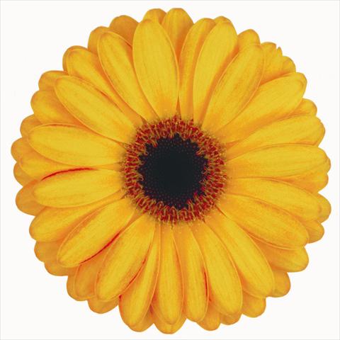 photo of flower to be used as: Cutflower Gerbera jamesonii Spike