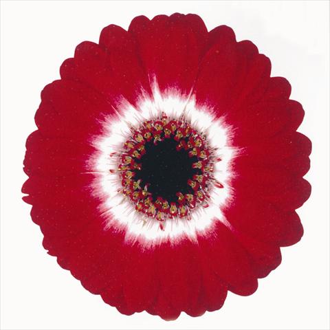 photo of flower to be used as: Cutflower Gerbera jamesonii Happy Hour