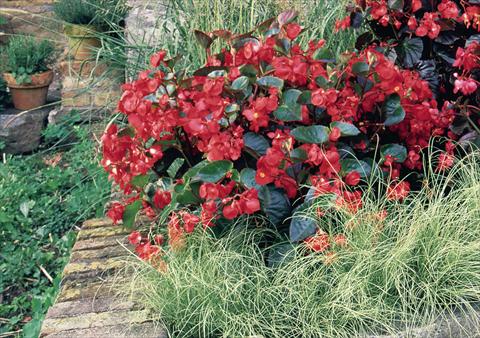 photo of flower to be used as: Pot, bedding, patio, basket Begonia x benariensis BIG