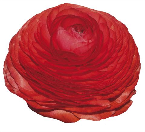 photo of flower to be used as: Cutflower Ranunculus asiaticus Elegance® Rosso 197-01