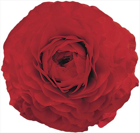 photo of flower to be used as: Cutflower Ranunculus asiaticus Elegance® Rosso 99-6