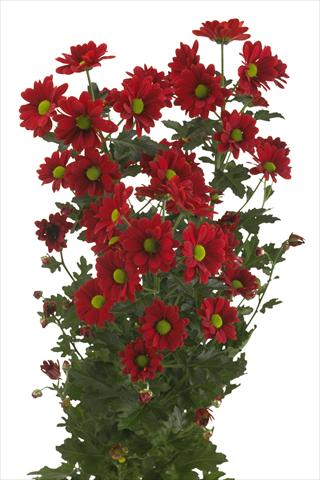 photo of flower to be used as: Cutflower Chrysanthemum Cayenne