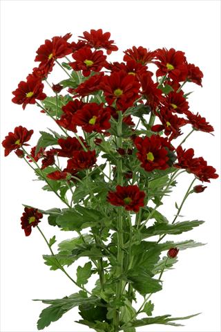 photo of flower to be used as: Cutflower Chrysanthemum Managua Red