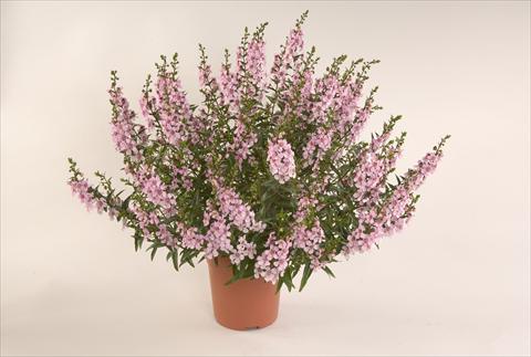 photo of flower to be used as: Patio, pot Angelonia angustifolia Alonia Pastel Pink