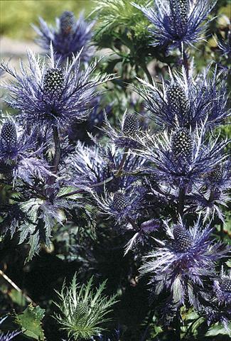 photo of flower to be used as: Bedding / border plant Eryngium alpinum Blue Star