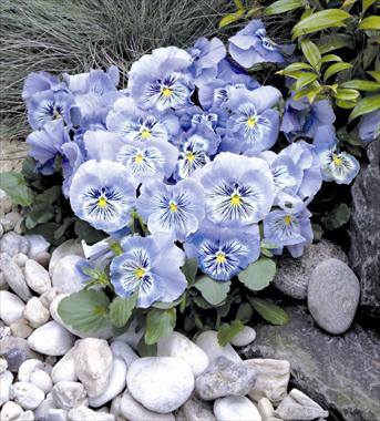 photo of flower to be used as: Pot and bedding Viola wittrockiana Cats Light Blue