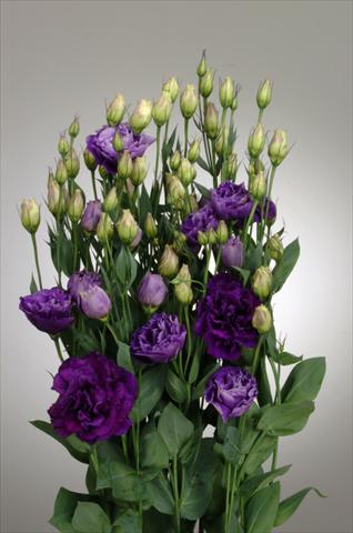 photo of flower to be used as: Cutflower Lisianthus (Eustoma rusellianum) Super Magic Purple