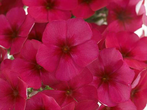 photo of flower to be used as: Pot and bedding Phlox Primavera Violet