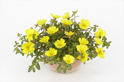 photo of flower to be used as: Pot, bedding, patio, basket Portulaca Duna® Yellow
