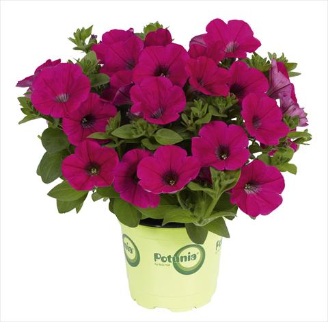 photo of flower to be used as: Pot, bedding, patio Petunia x hybrida RED FOX Potunia® Piccola Hot Pink