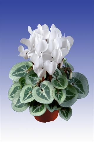 photo of flower to be used as: Pot Cyclamen persicum Super Serie® Da Vinci® F1 Pure White