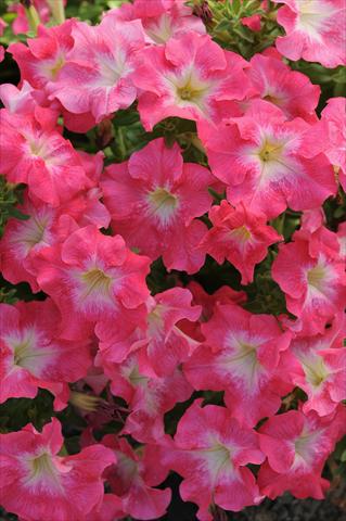 photo of flower to be used as: Basket / Pot Petunia Dreams Coral Morn