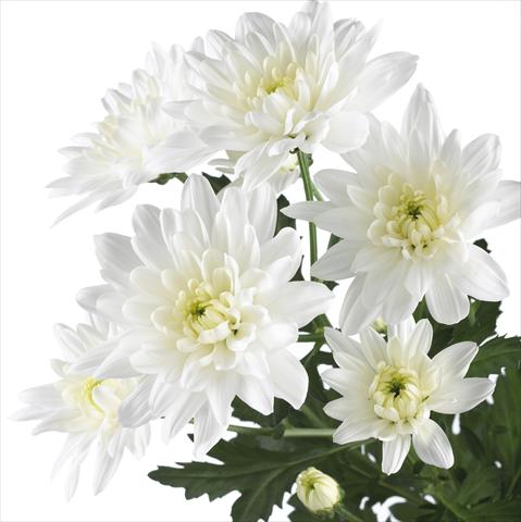 photo of flower to be used as: Pot and bedding Chrysanthemum Baltica