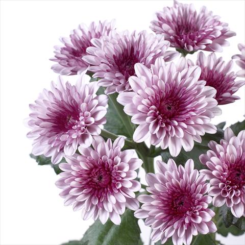 photo of flower to be used as: Pot and bedding Chrysanthemum Cefalu