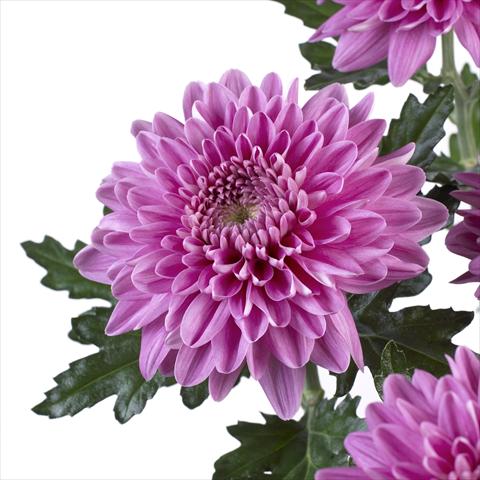 photo of flower to be used as: Pot and bedding Chrysanthemum Desna