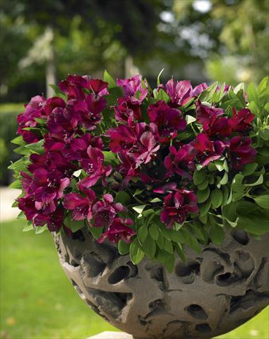 photo of flower to be used as: Pot, bedding, patio Alstroemeria Inticancha® Dark Purple
