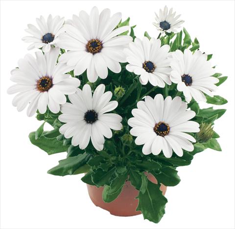 photo of flower to be used as: Pot and bedding Osteospermum Margarita White