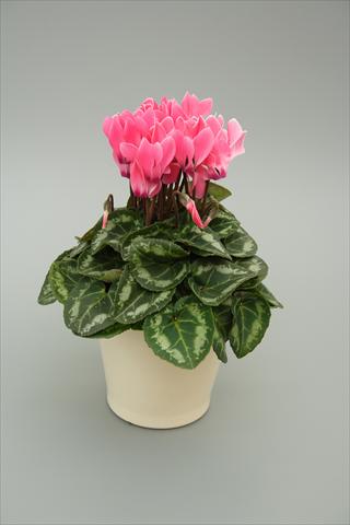 photo of flower to be used as: Pot, bedding, patio Cyclamen persicum mini Musical Salmon Flame