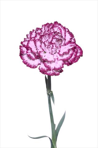photo of flower to be used as: Cutflower Dianthus caryophyllus Palladio Malva Bordato