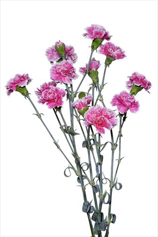 photo of flower to be used as: Cutflower Dianthus caryophyllus Piccio