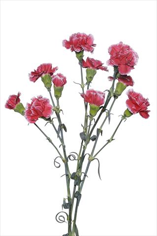 photo of flower to be used as: Cutflower Dianthus caryophyllus Scarpagnino
