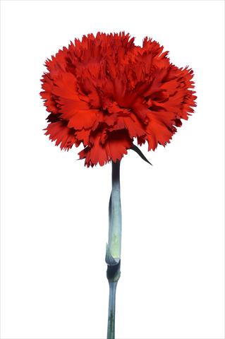 photo of flower to be used as: Cutflower Dianthus caryophyllus Tura