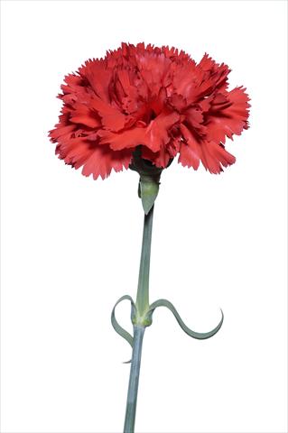 photo of flower to be used as: Cutflower Dianthus caryophyllus Zingarello
