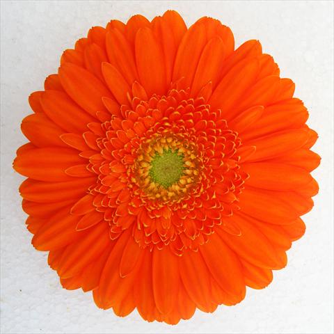 photo of flower to be used as: Pot Gerbera jamesonii RE-AL® Chrystal