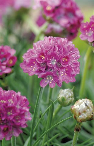 photo of flower to be used as: Pot and bedding Armeria maritima Morning Star Deep Rose