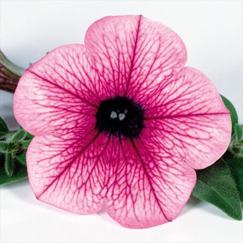 photo of flower to be used as: Pot, bedding, patio, basket Petunia pendula Surfinia® mnp® Pink Vein 2006