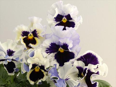 photo of flower to be used as: Pot and bedding Viola wittrockiana Flamenco White 2 Lilac