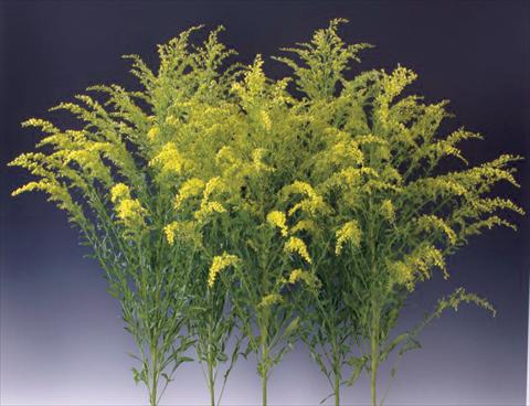 photo of flower to be used as: Bedding / border plant Solidago Knock Out