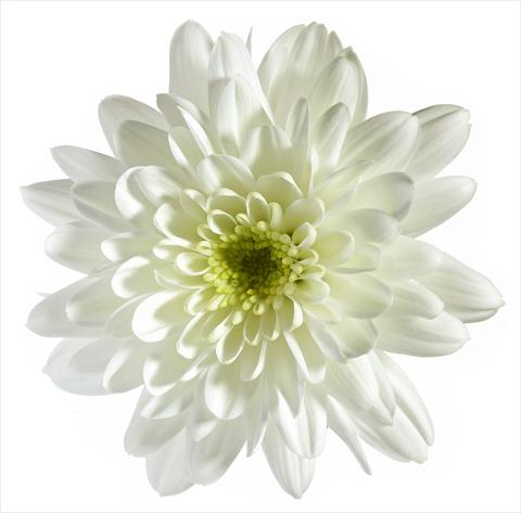 photo of flower to be used as: Pot and bedding Chrysanthemum Vigo