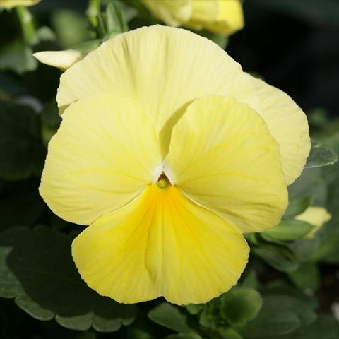 photo of flower to be used as: Pot and bedding Viola wittrockiana Sense Primrose