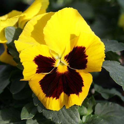 photo of flower to be used as: Pot and bedding Viola wittrockiana Sense Yellow Blotch
