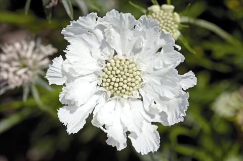 photo of flower to be used as: Pot and bedding Scabiosa caucasica Fama® White