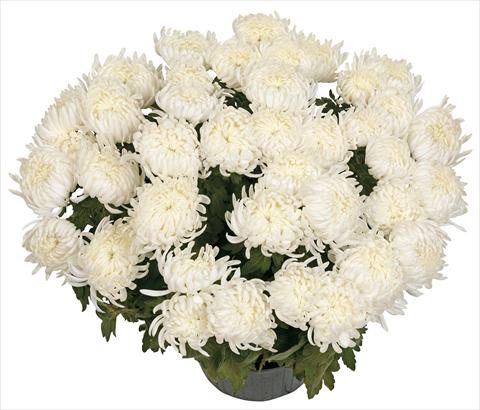 photo of flower to be used as: Pot and bedding Chrysanthemum Bilkis