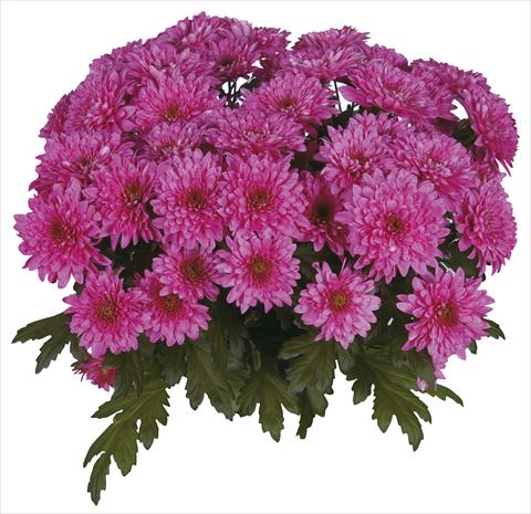 photo of flower to be used as: Cutflower Chrysanthemum Safin Purple