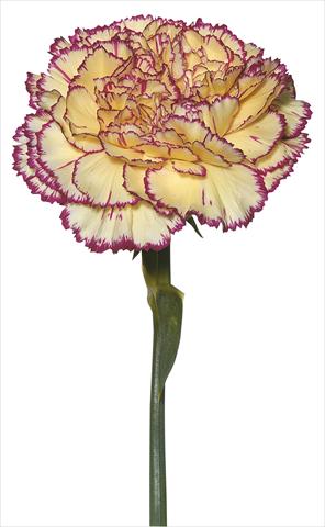 photo of flower to be used as: Cutflower Dianthus caryophyllus Tico Tico Giallo Porpora