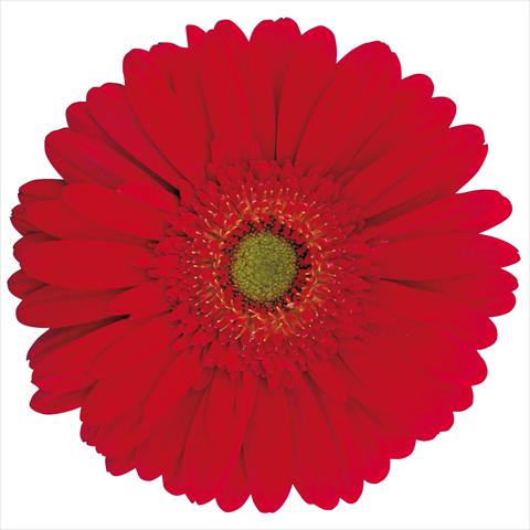 photo of flower to be used as: Cutflower Gerbera jamesonii Caleb