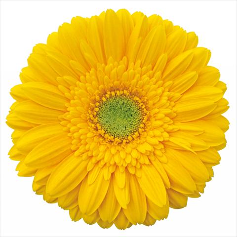 photo of flower to be used as: Cutflower Gerbera jamesonii Pocho