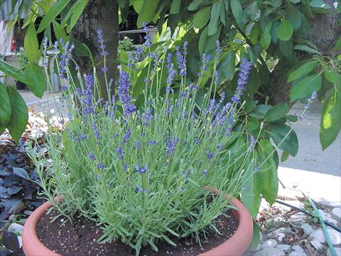 photo of flower to be used as: Pot and bedding Lavandula angustifolia Hidcote Blue