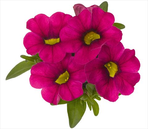 photo of flower to be used as: Pot, patio, basket Calibrachoa RED FOX Aloha® Neon