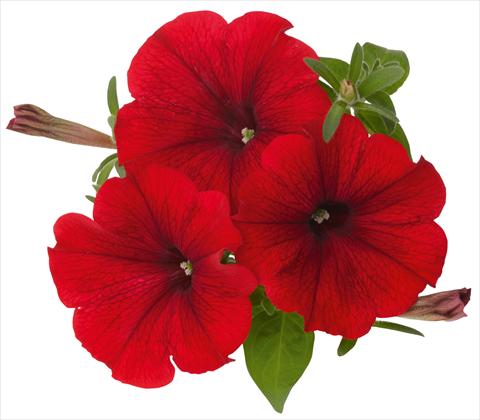 photo of flower to be used as: Pot, patio, basket Petunia x hybrida RED FOX Sweetunia® Hot Rod Red