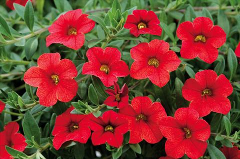 photo of flower to be used as: Pot, patio, basket Calibrachoa Noa™ Red Glaze