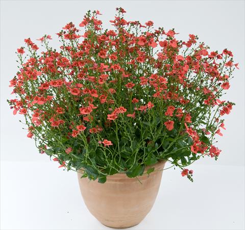 photo of flower to be used as: Pot, patio, basket Diascia Genta® Dark Orange Improved