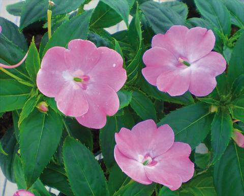 photo of flower to be used as: Pot and bedding Impatiens N. Guinea SunPatiens® Vigorous Pink