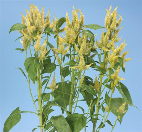 photo of flower to be used as: Pot and bedding Celosia spicata Celway Lemon Yellow