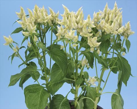photo of flower to be used as: Pot and bedding Celosia spicata Celway White