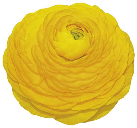 photo of flower to be used as: Pot and bedding Ranunculus asiaticus Elegance® Giallo 02-91
